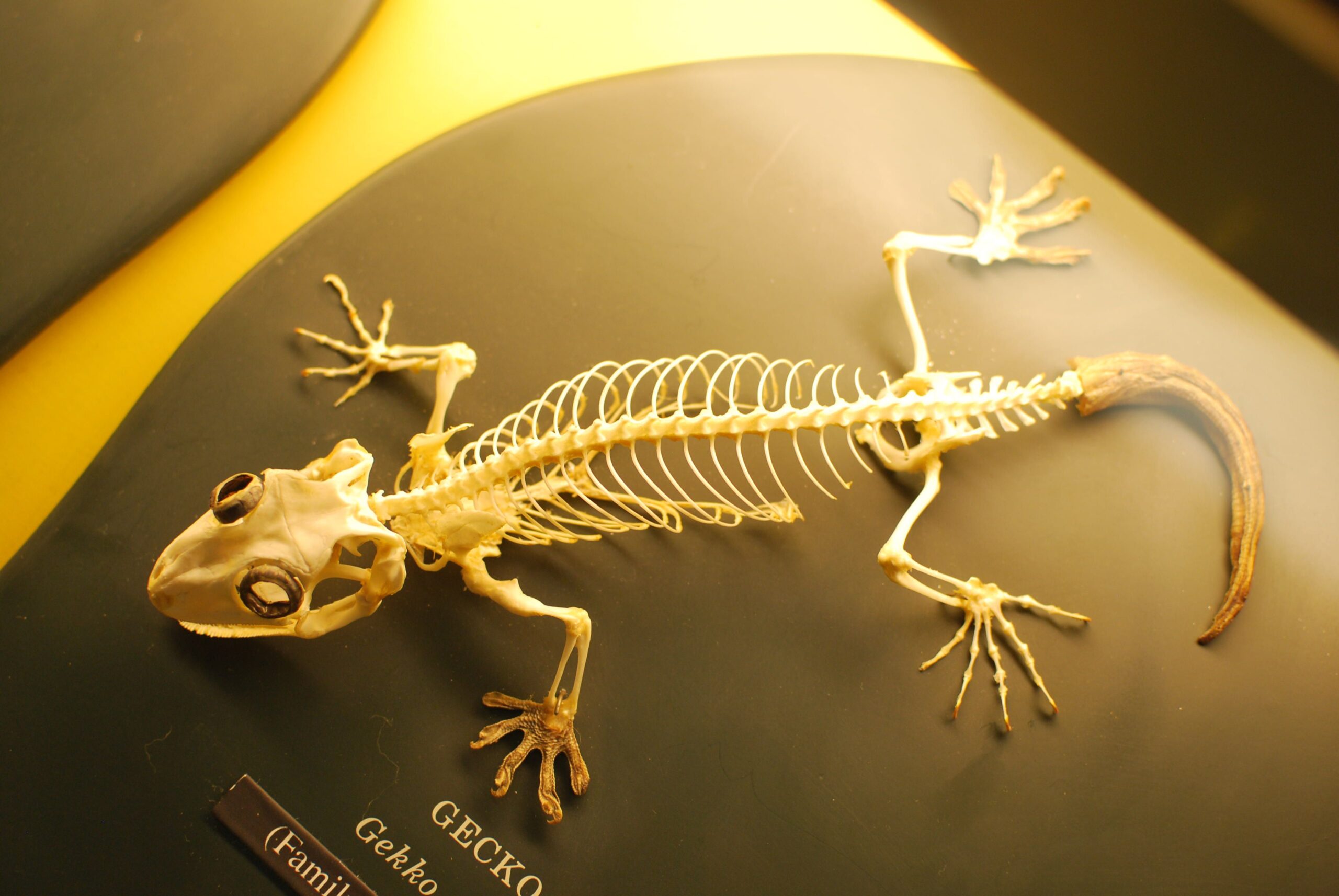 Do Geckos Have Bones
