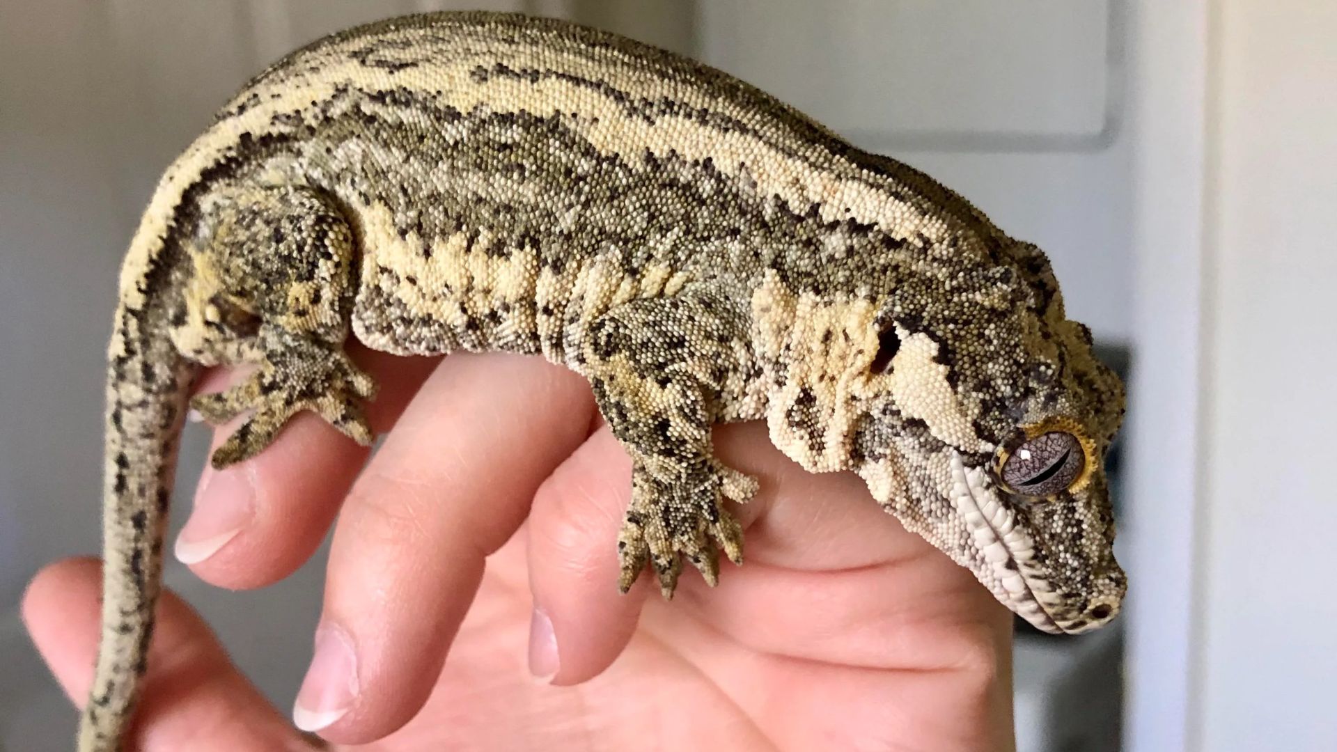How Big Do Gargoyle Geckos Get