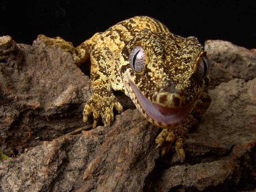 What are the factors that influence the size of gargoyle geckos