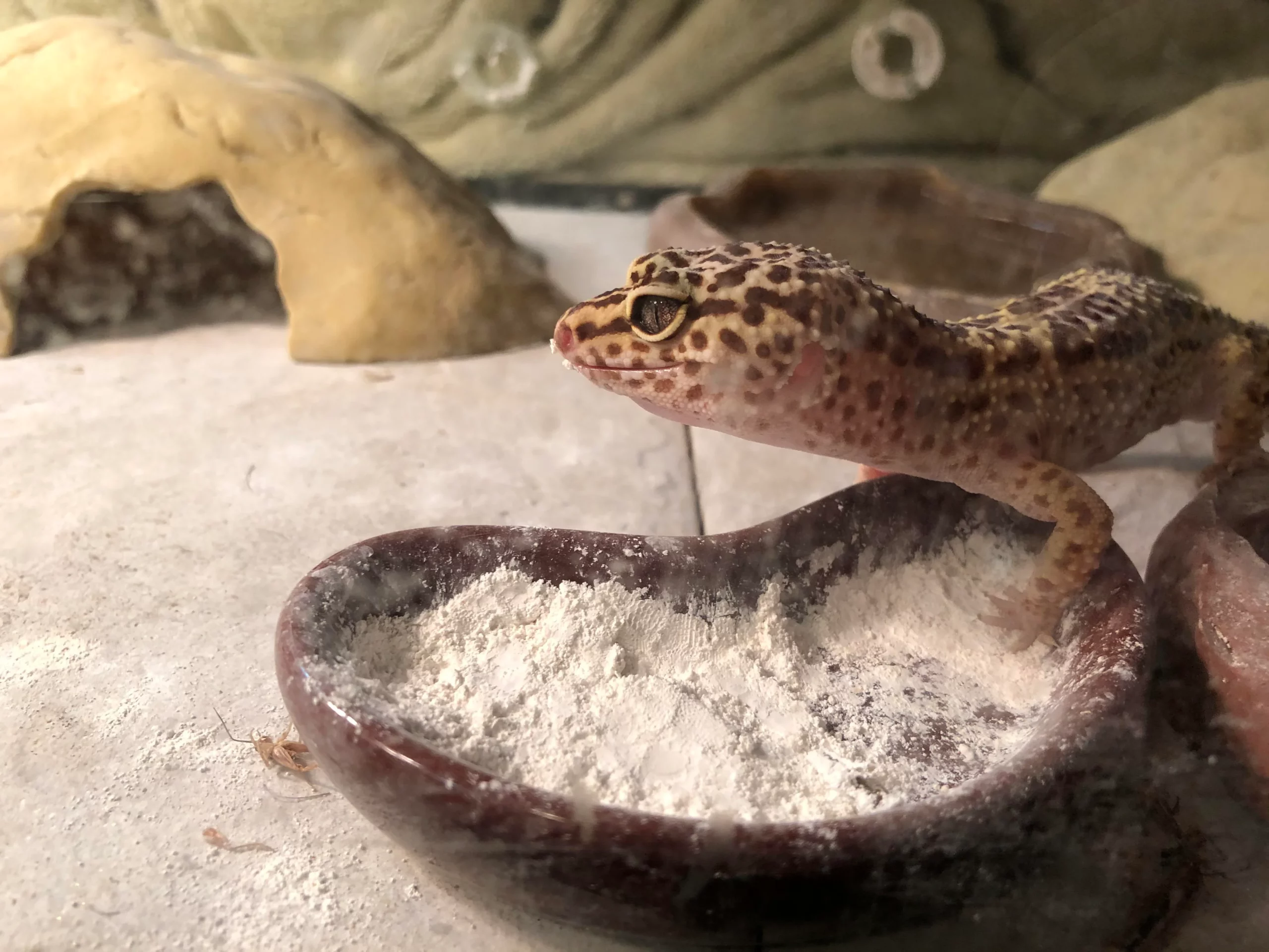 How Often Should I Feed My Leopard Gecko Calcium