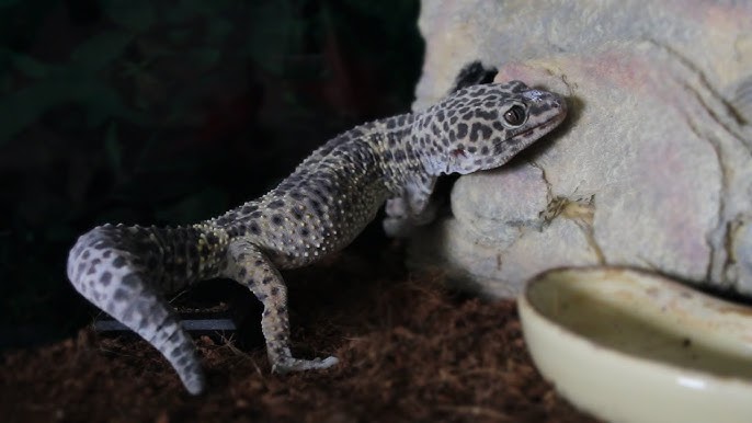 Quick Checklist Of Food For Leopard Gecko Calcium Source