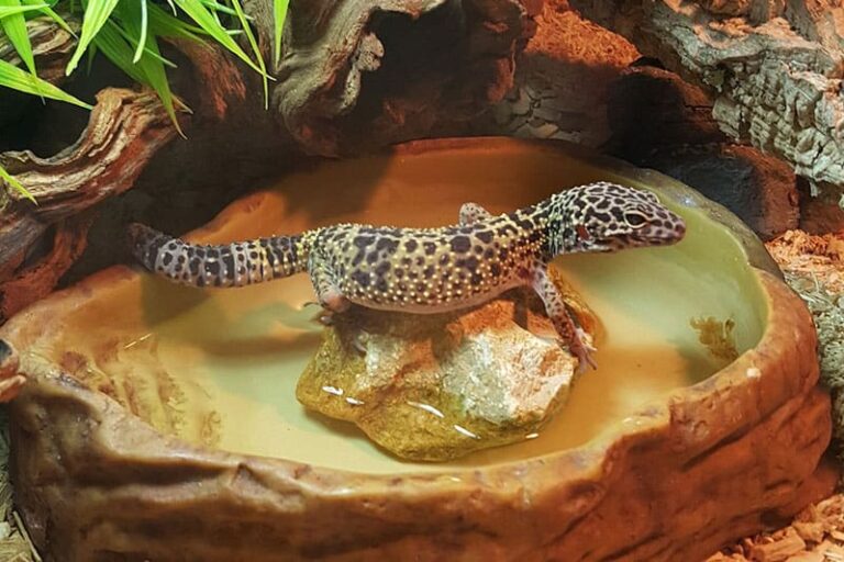 How To Clean Leopard Gecko Tank? A Complete Guide 