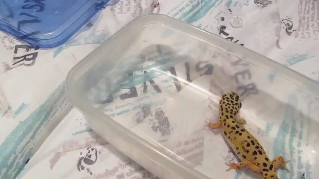 The Significance of Cleaning a Leopard Gecko Tank