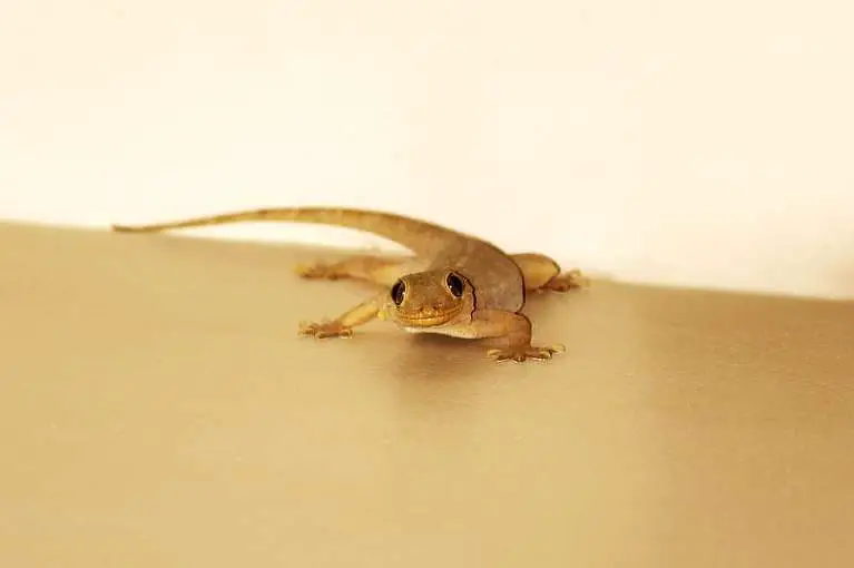 How To Get Rid Of Wall Geckos Permanently