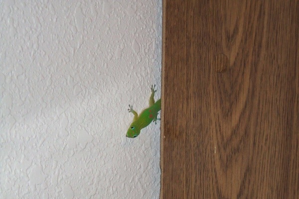 How To Get Rid Of Wall Geckos Permanently: Top Strategies