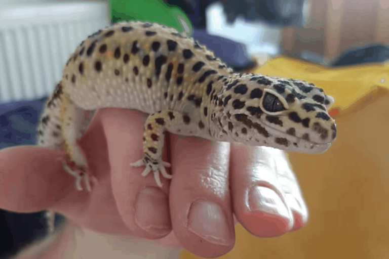 How To Tame A Leopard Gecko? Tips And Tricks Revealed