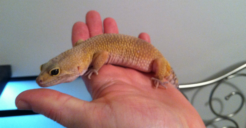 How To Tame A Leopard Gecko? Here are ticks