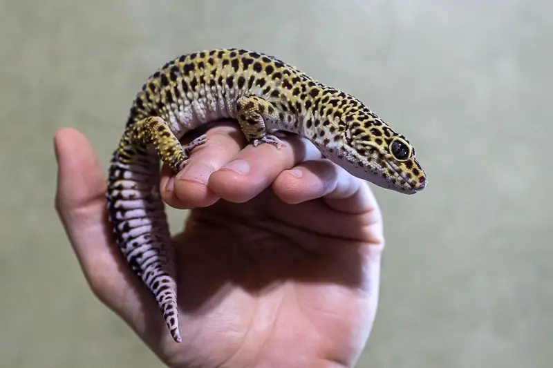 Handle Your Gecko Before Feeding to Establish Positive Associations