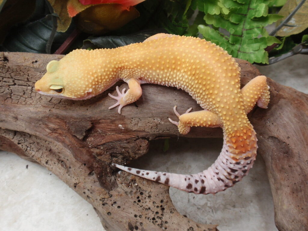 Choosing the Right Substrate for Leopard Geckos