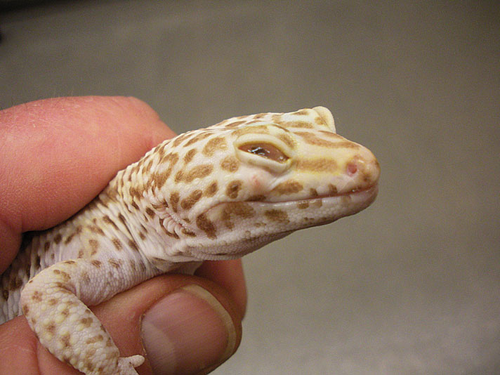 Preventive Strategies: Humidity and Diet for Gecko Health