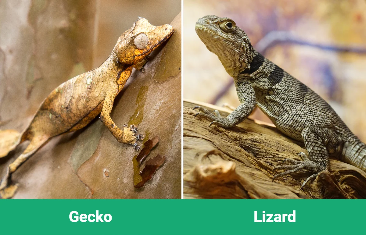 What Is The Difference Between Geckos And Lizards