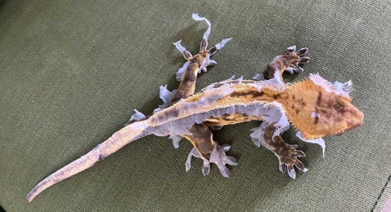 Why Is My Crested Gecko Pale? Unveiling the Causes Behind Skin Discoloration