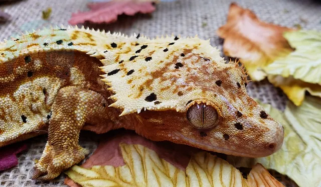 Why Crested Geckos Look So Pale: Top Reason