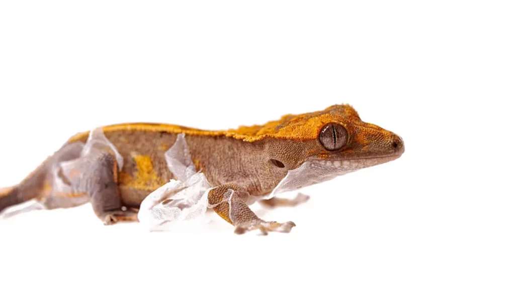 Recognizing and Responding to Dangerous Color Changes in Crested Geckos