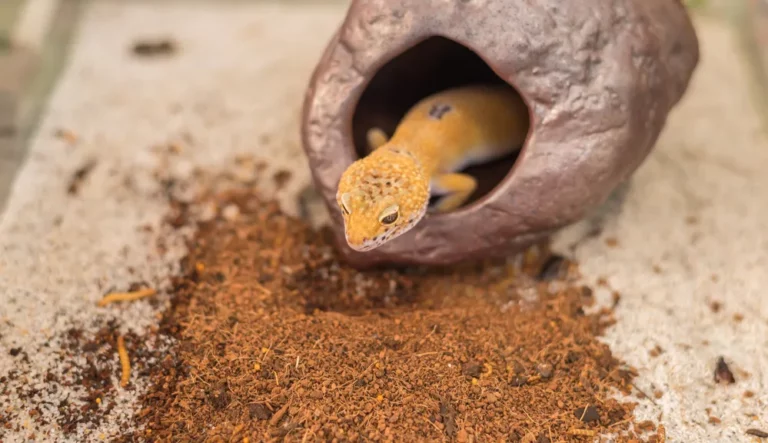 Why Is My Leopard Gecko Digging Unearthing the Mystery