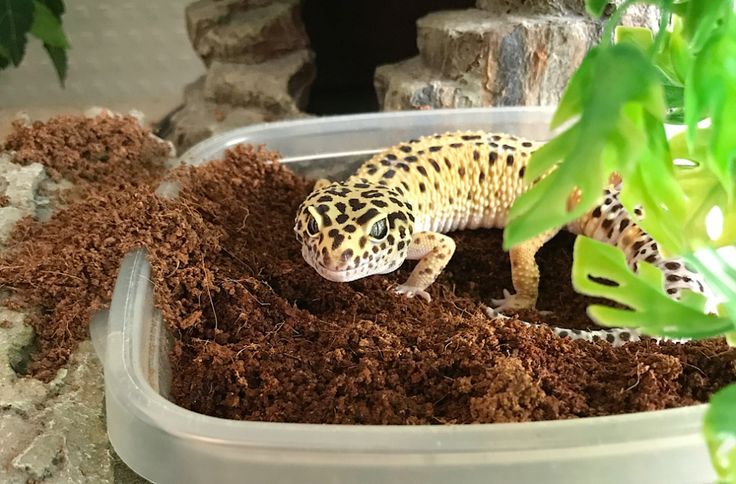 Why Is My Leopard Gecko Digging: Top Cause
