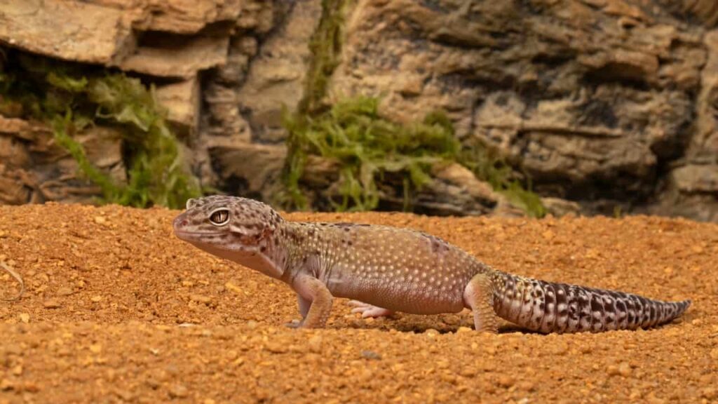 Assessing Leopard Gecko Digging Behavior
