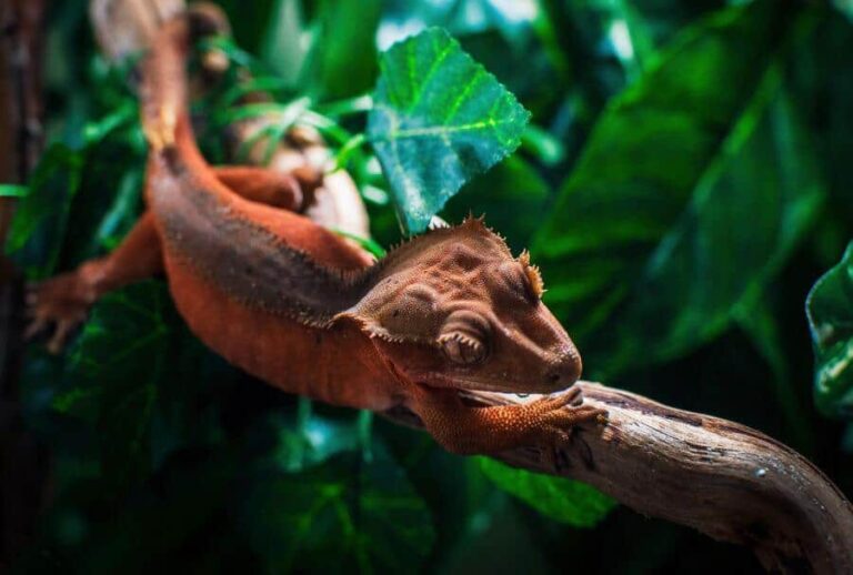 Can Crested Geckos Live With Frogs? Exploring Harmony in Your Vivarium