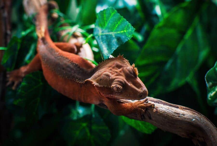 Can Crested Geckos Live With Frogs