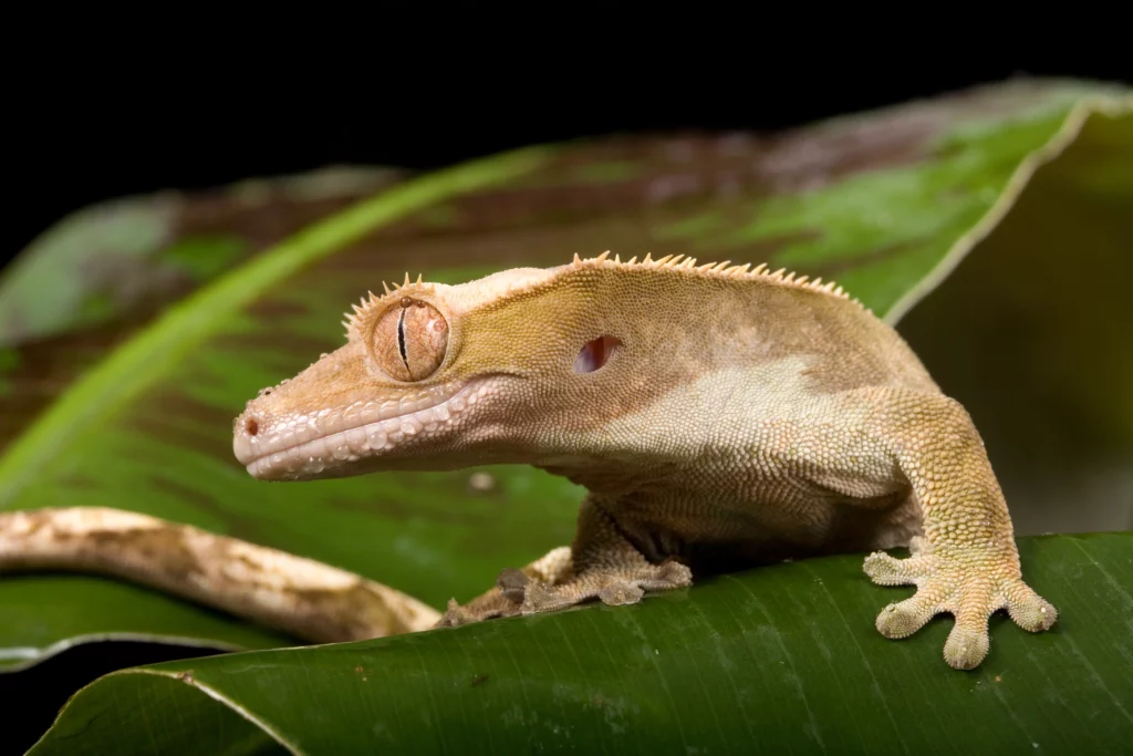 Challenges of Housing Crested Geckos and Frogs Together